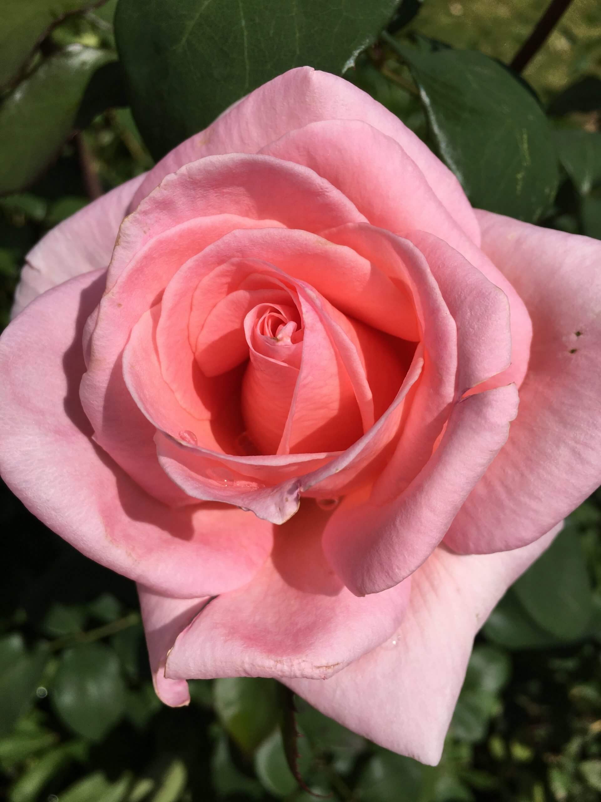 Was mich glücklich macht und wie The Work mir dabei hilft